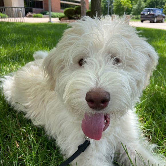 Meet your Posher, Molly - Picture 1 of 1